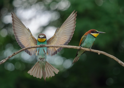 Terug van een week Hongarije. Diverse hutten mogen gebruiken, tochtjes gemaakt, het was genieten puur. Ik heb nog heel veel foto's uit te zoeken.

Ook deze prachtige vogel mogen vastleggen, een primeur voor mezelf. Hier zat er eentje op uitkijk en zette een soortgenoot de landing in.

Vanaf statief, manueel scherpgesteld en draadontspanner gebruikt.