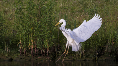 Test foto met mijn nieuwe NIKON AF-S 200-500MM F/5.6E VR ED lens, camera Nikon D7500.