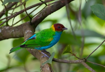 <i class='fa fa-user'></i> charlysax |   Okerkaptangare  <i class='fa fa-eye'> 200</i>  <i class='fa fa-thumbs-up'> 13</i>   <i class='fa fa-comment-o'> 4</i>