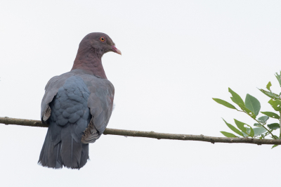 <i class='fa fa-user'></i> Paul van Giersbergen |   Roodsnavelduif  <i class='fa fa-eye'> 133</i>   <i class='fa fa-comment-o'> 1</i>