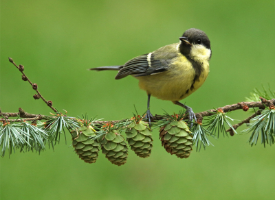 Tijdens een vakantie in Limburg kon ik deze foto van een jonge koolmees maken.
Ik had een mooi takje van een lariks boven een klein bakje voer geplaatst en af en toe kwamen daar koolmeesje en roodborstje van snoepen.  
Groeten, Rob