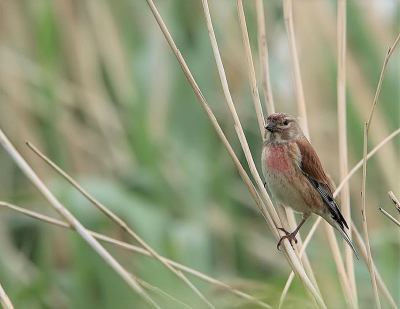 In een wilgenbosje in het riet hoorde ik veel verschillende vogels zingen. Rustig met de camera in de aanslag op de grond gaan zitten. Dit kneutje was de eerste die tevoorschijn kwam.