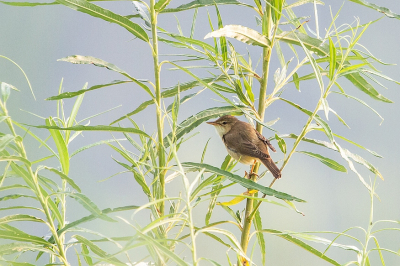 Tijdens de maandelijkse vogeltellingen in het Oostvaardersveld, heb ik mijn camera meestal wel bij me, voor 'je-weet-maar-nooit', maar hij komt zelden al tijdens de tellingen tevoorschijn. Meestal zelfs helemaal niet, of pas na afloop van de tellingen. Maar toen deze Bosrietzanger zich zo mooi liet zien, kon ik het niet laten die toch even vast te leggen.