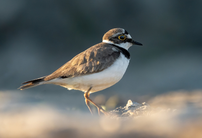 <i class='fa fa-user'></i> Theo Jacobs |   Kleine Plevier  <i class='fa fa-eye'> 230</i>  <i class='fa fa-thumbs-up'> 5</i>   <i class='fa fa-comment-o'> 9</i>