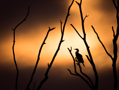 <i class='fa fa-user'></i> Truus Aletta Maan |   Aalscholver  <i class='fa fa-eye'> 411</i>  <i class='fa fa-thumbs-up'> 23</i>   <i class='fa fa-comment-o'> 14</i>