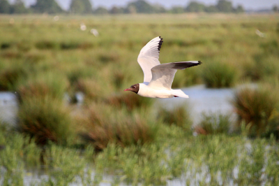 Ik heb wat geoefend om vliegende vogels vast te leggen. Deze kokmeeuw vloog mooi voor de lens.