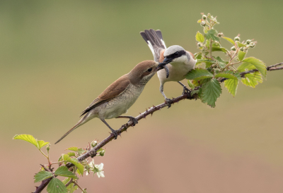 <i class='fa fa-user'></i> Kees Kroon |   Grauwe Klauwier  <i class='fa fa-eye'> 476</i>  <i class='fa fa-thumbs-up'> 37</i>   <i class='fa fa-comment-o'> 19</i>