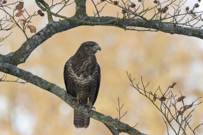 Al zittend aan de waterkant kwam deze Buizerd op deze beukentak zitten met goede licht omstandigheden ik vind het een hele mooie compositie met beukennootjes en wat hersft bokeh tinten.