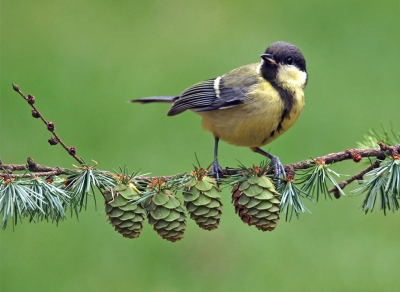 Tijdens een vakantie in Limburg kon ik deze foto van een jonge koolmees maken.
Ik had een mooi takje van een lariks boven een klein bakje voer geplaatst en af en toe kwamen daar koolmeesjes en roodborstjes van snoepen.  
Groeten, Rob