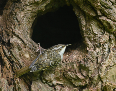 <i class='fa fa-user'></i> henkdikkers |   Boomkruiper  <i class='fa fa-eye'> 250</i>  <i class='fa fa-thumbs-up'> 12</i>   <i class='fa fa-comment-o'> 10</i>