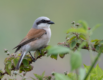 <i class='fa fa-user'></i> Hillebrand Keun |   Grauwe Klauwier  <i class='fa fa-eye'> 287</i>  <i class='fa fa-thumbs-up'> 14</i>   <i class='fa fa-comment-o'> 8</i>