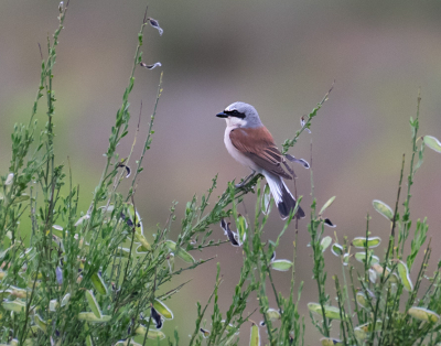 mannetje grauwe klauwier, s,avonds rond 19.30 in een brem met al wat mooie jonge peulen er aan. Foto,s gemaakt in het Reestdal.