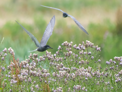 <i class='fa fa-user'></i> Vincent Vuik |   Zwarte Stern  <i class='fa fa-eye'> 322</i>  <i class='fa fa-thumbs-up'> 24</i>   <i class='fa fa-comment-o'> 12</i>