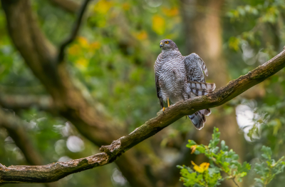 <i class='fa fa-user'></i> Hans Overduin |   Sperwer  <i class='fa fa-eye'> 316</i>  <i class='fa fa-thumbs-up'> 7</i>   <i class='fa fa-comment-o'> 9</i>