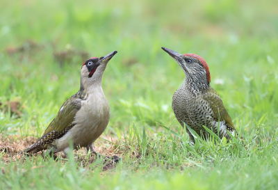 <i class='fa fa-user'></i> Alfred Berkhof |   Groene Specht  <i class='fa fa-eye'> 389</i>  <i class='fa fa-thumbs-up'> 26</i>   <i class='fa fa-comment-o'> 13</i>
