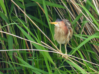 Het mannetje woudaap kwam aanvliegen en van de zelfde plek kwam even later een vrouwtje woudaap uit het riet om aan de overkant van het water te gaan zitten. Zouden ze op de eieren zitten?