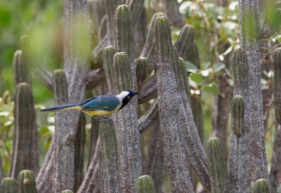 <i class='fa fa-user'></i> charlysax |   Incagaai  <i class='fa fa-eye'> 146</i>  <i class='fa fa-thumbs-up'> 8</i>   <i class='fa fa-comment-o'> 3</i>