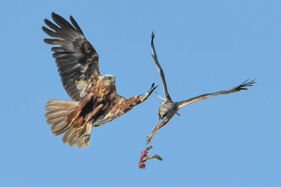 <i class='fa fa-user'></i> Harry Jamont |   Bruine Kiekendief  <i class='fa fa-eye'> 404</i>  <i class='fa fa-thumbs-up'> 8</i>   <i class='fa fa-comment-o'> 5</i>