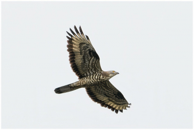 Ern tweede schot van het wespendief stel wat ik tegenkwam bij een wandeling in natuutgebied het Lijnt bij Keldonk/Veghel