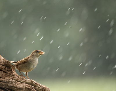 <i class='fa fa-user'></i> Truus Aletta Maan |   Huismus  <i class='fa fa-eye'> 377</i>  <i class='fa fa-thumbs-up'> 16</i>   <i class='fa fa-comment-o'> 7</i>