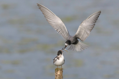 <i class='fa fa-user'></i> LubbertBoersma |   Zwarte Stern  <i class='fa fa-eye'> 260</i>  <i class='fa fa-thumbs-up'> 9</i>   <i class='fa fa-comment-o'> 4</i>