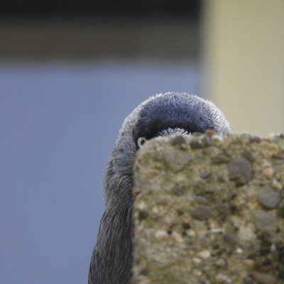 <i class='fa fa-user'></i> sieb |   Kauw  <i class='fa fa-eye'> 299</i>  <i class='fa fa-thumbs-up'> 18</i>   <i class='fa fa-comment-o'> 18</i>