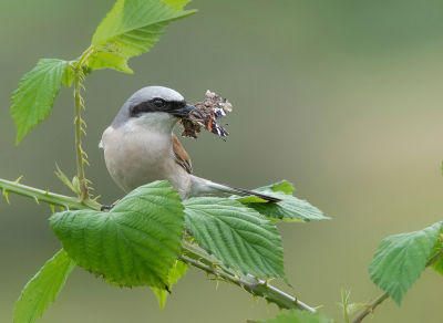 <i class='fa fa-user'></i> Hillebrand Keun |   Grauwe Klauwier  <i class='fa fa-eye'> 377</i>  <i class='fa fa-thumbs-up'> 22</i>   <i class='fa fa-comment-o'> 12</i>