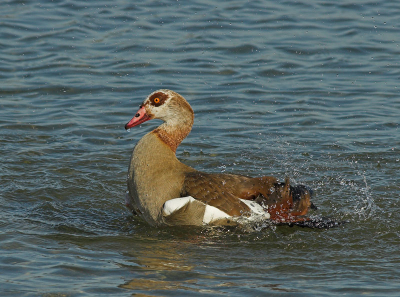 Gemaakt vanuit de vogelkijkhut bij het Hoefijzermeer (Boetje van Kees). 
Genomen tijdens het ochtenbad van de gans.
400 mm f9.0 1/640 iso 200