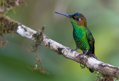 <i class='fa fa-user'></i> charlysax |   Violetborstbriljantkolibrie  <i class='fa fa-eye'> 150</i>  <i class='fa fa-thumbs-up'> 12</i>   <i class='fa fa-comment-o'> 6</i>