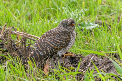 Afgelopen zondag zag ik een vogel op het fietspad zitten, maar ik had te laat door welke vogel het was. Pas op het moment dat 'ie wegvloog zag ik dat het een juveniele koekoek was.
Gelukkig kon ik hem volgen en zag ik waar die ongeveer landde, want hij viel bijna niet op.