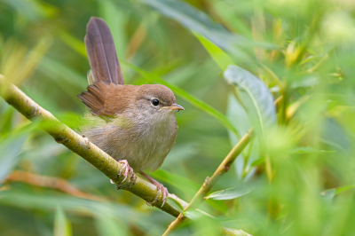 <i class='fa fa-user'></i> jwchess |   Cetti's Zanger  <i class='fa fa-eye'> 245</i>  <i class='fa fa-thumbs-up'> 1</i>   <i class='fa fa-comment-o'> 5</i>