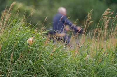 <i class='fa fa-user'></i> Hans Overduin |   Woudaap  <i class='fa fa-eye'> 791</i>  <i class='fa fa-thumbs-up'> 38</i>   <i class='fa fa-comment-o'> 20</i>