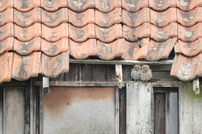 <i class='fa fa-user'></i> nelappelmelk |   Steenuil  <i class='fa fa-eye'> 476</i>  <i class='fa fa-thumbs-up'> 27</i>   <i class='fa fa-comment-o'> 19</i>