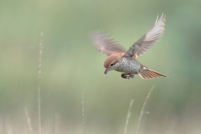 <i class='fa fa-user'></i> Rijn Bcude |   Grauwe Klauwier  <i class='fa fa-eye'> 410</i>  <i class='fa fa-thumbs-up'> 33</i>   <i class='fa fa-comment-o'> 14</i>