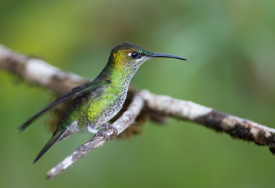 <i class='fa fa-user'></i> charlysax |   Violetborstbriljantkolibrie  <i class='fa fa-eye'> 121</i>  <i class='fa fa-thumbs-up'> 3</i>   <i class='fa fa-comment-o'> 1</i>