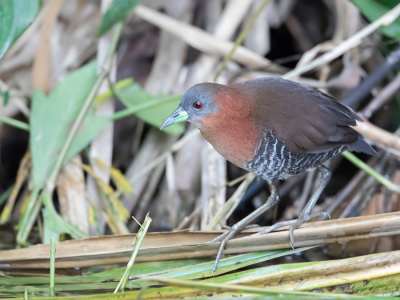 <i class='fa fa-user'></i> Paul van Giersbergen |   Witkeeldwergral  <i class='fa fa-eye'> 127</i>   <i class='fa fa-comment-o'> 3</i>