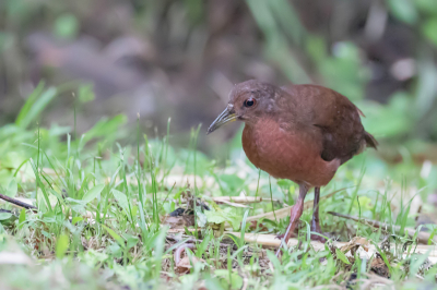 <i class='fa fa-user'></i> Paul van Giersbergen |   Effen Bosral  <i class='fa fa-eye'> 114</i>   <i class='fa fa-comment-o'> 1</i>