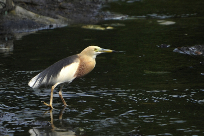 <i class='fa fa-user'></i> Gerard Visser |   Javaanse Ralreiger  <i class='fa fa-eye'> 210</i>  <i class='fa fa-thumbs-up'> 10</i>   <i class='fa fa-comment-o'> 10</i>