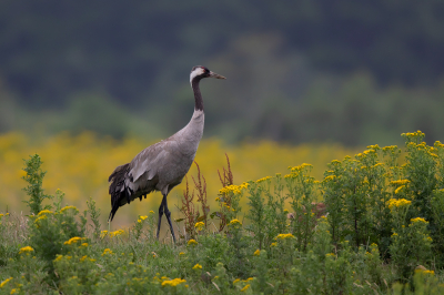 <i class='fa fa-user'></i> Peter Soer |   Kraanvogel  <i class='fa fa-eye'> 469</i>  <i class='fa fa-thumbs-up'> 34</i>   <i class='fa fa-comment-o'> 19</i>
