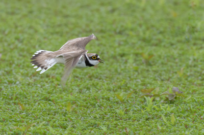 <i class='fa fa-user'></i> LubbertBoersma |   Kleine Plevier  <i class='fa fa-eye'> 242</i>  <i class='fa fa-thumbs-up'> 4</i>   <i class='fa fa-comment-o'> 3</i>