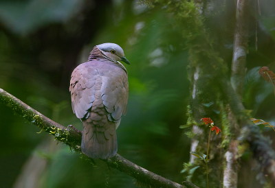 <i class='fa fa-user'></i> charlysax |   Teugelkwartelduif  <i class='fa fa-eye'> 140</i>  <i class='fa fa-thumbs-up'> 7</i>   <i class='fa fa-comment-o'> 1</i>