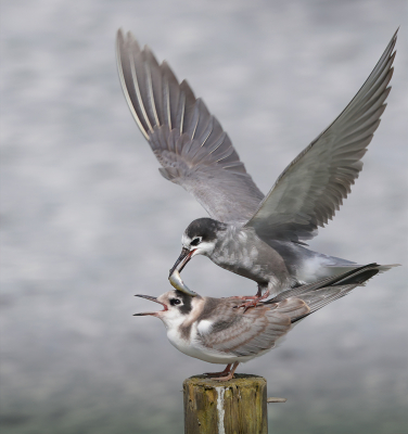 <i class='fa fa-user'></i> Ben Reitsma |   Zwarte Stern  <i class='fa fa-eye'> 218</i>  <i class='fa fa-thumbs-up'> 3</i>   <i class='fa fa-comment-o'> 3</i>