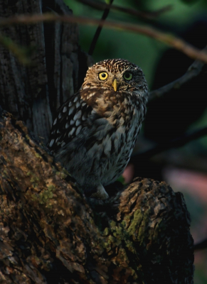 <i class='fa fa-user'></i> kruisje2000 |   Steenuil  <i class='fa fa-eye'> 267</i>  <i class='fa fa-thumbs-up'> 16</i>   <i class='fa fa-comment-o'> 9</i>