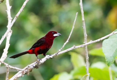 <i class='fa fa-user'></i> charlysax |   Zwartbuiktangare  <i class='fa fa-eye'> 136</i>  <i class='fa fa-thumbs-up'> 2</i>   <i class='fa fa-comment-o'> 3</i>