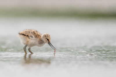 <i class='fa fa-user'></i> Conny Schotanus |   Kluut  <i class='fa fa-eye'> 264</i>  <i class='fa fa-thumbs-up'> 13</i>   <i class='fa fa-comment-o'> 6</i>