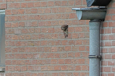 <i class='fa fa-user'></i> nelappelmelk |   Steenuil  <i class='fa fa-eye'> 525</i>  <i class='fa fa-thumbs-up'> 18</i>   <i class='fa fa-comment-o'> 24</i>