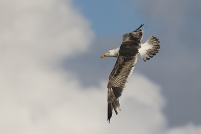 Leuke vluchtfoto van een subadulte vogel. Vogel zat zich vol te eten met een roadkill Haas.