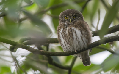 <i class='fa fa-user'></i> Lennart Verheuvel |   Dwerguil  <i class='fa fa-eye'> 464</i>  <i class='fa fa-thumbs-up'> 12</i>   <i class='fa fa-comment-o'> 8</i>