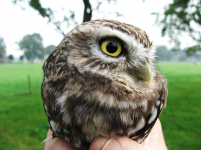 Deze steenuil zat bij de controle van de nestkast, door de vogelwacht van Uffelte e.o., in zijn kast.