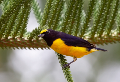 <i class='fa fa-user'></i> charlysax |   Purperkeelorganist  <i class='fa fa-eye'> 146</i>  <i class='fa fa-thumbs-up'> 7</i>   <i class='fa fa-comment-o'> 7</i>